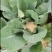 【优选】花菜苗中牟花菜苗大量供货代发全国欢迎来电咨询