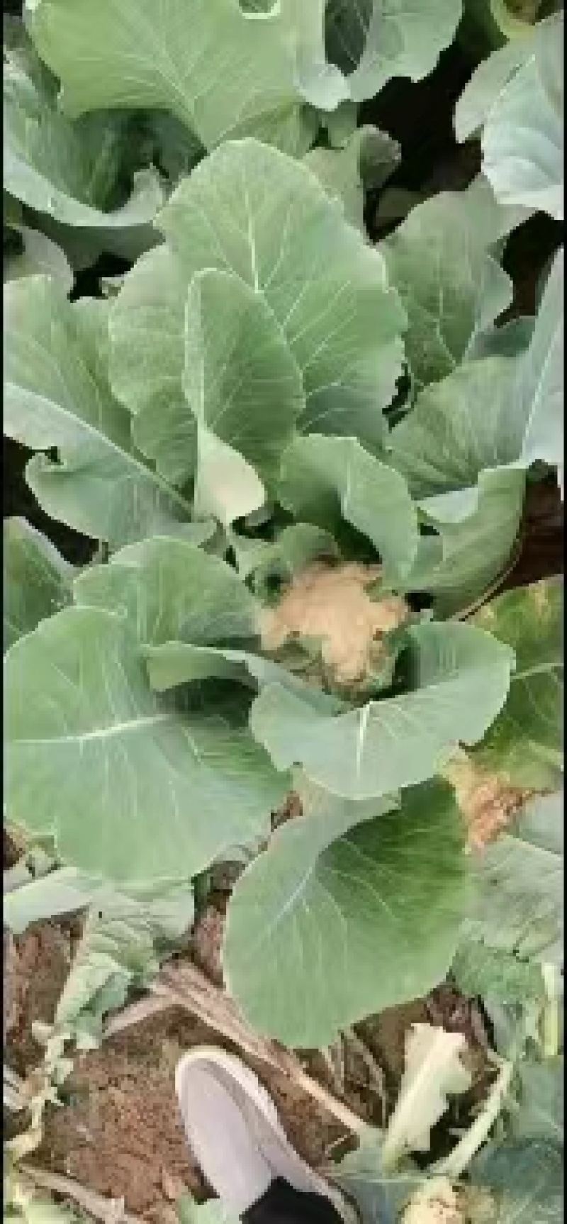 【优选】花菜苗中牟花菜苗大量供货代发全国欢迎来电咨询