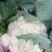 【优选】花菜苗中牟花菜苗大量供货代发全国欢迎来电咨询