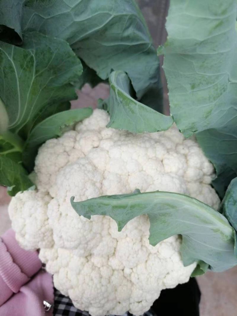 【优选】花菜苗中牟花菜苗大量供货代发全国欢迎来电咨询