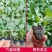 【优选】花菜苗中牟花菜苗大量供货代发全国欢迎来电咨询