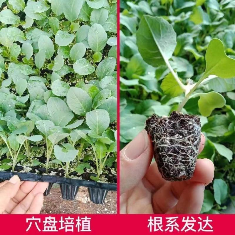 【优选】花菜苗中牟花菜苗大量供货代发全国欢迎来电咨询
