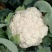 【优选】花菜苗中牟花菜苗大量供货代发全国欢迎来电咨询