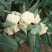 【优选】花菜苗中牟花菜苗大量供货代发全国欢迎来电咨询
