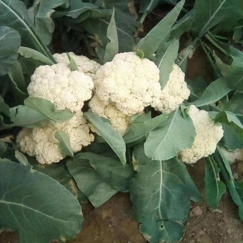 【优选】花菜苗中牟花菜苗大量供货代发全国欢迎来电咨询