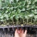 【优选】花菜苗中牟花菜苗大量供货代发全国欢迎来电咨询