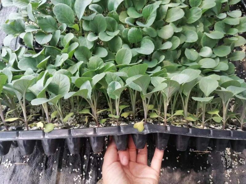 【优选】花菜苗中牟花菜苗大量供货代发全国欢迎来电咨询