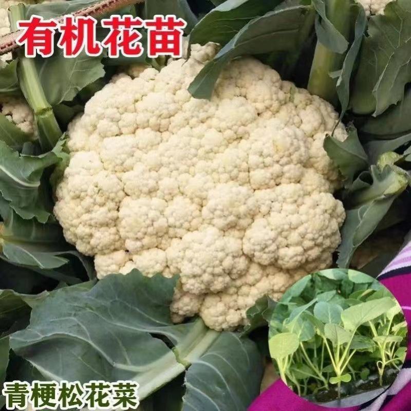 【优选】花菜苗中牟花菜苗大量供货代发全国欢迎来电咨询