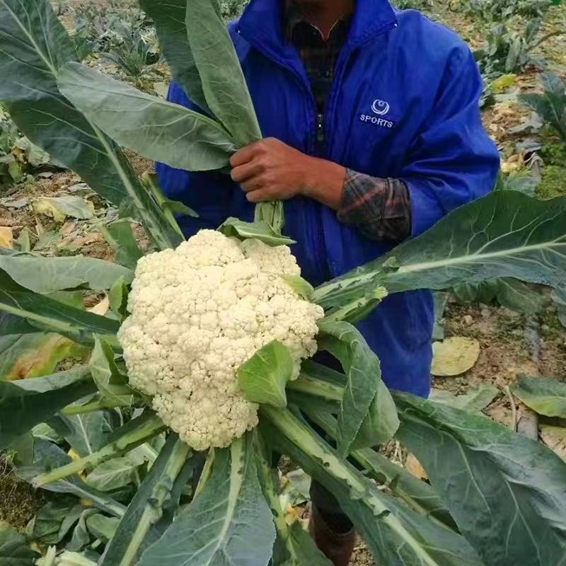 【优选】花菜苗中牟花菜苗大量供货代发全国欢迎来电咨询