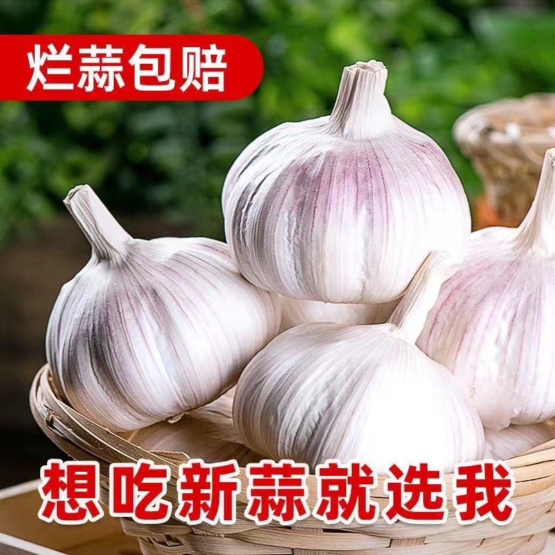 山东大蒜自有冷库品质保证诚信经营欢迎联系接商超市场电商
