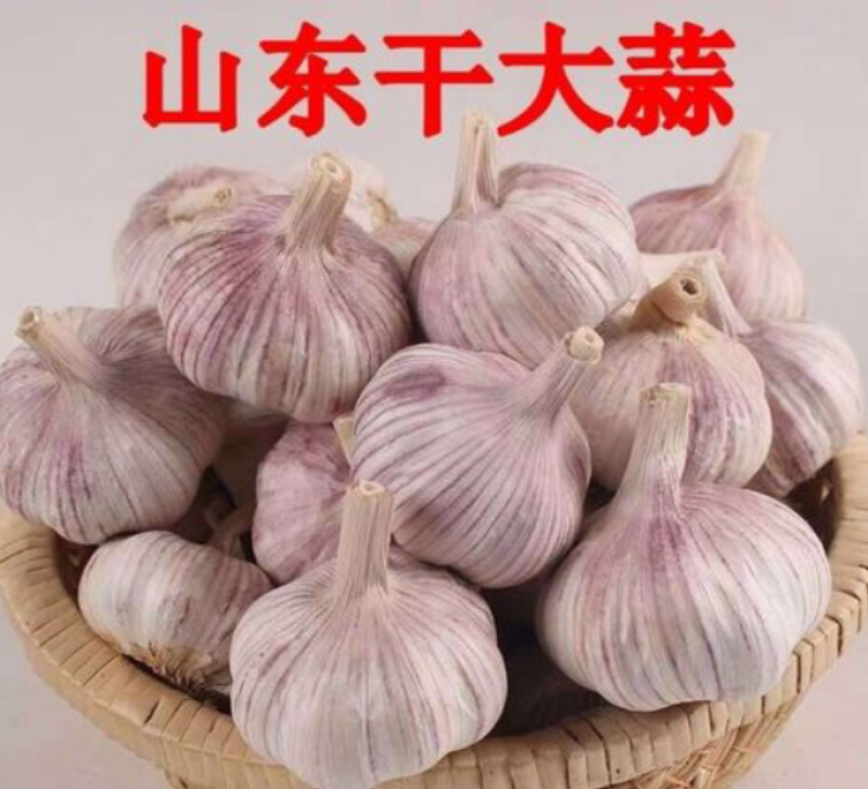 山东大蒜自有冷库品质保证诚信经营欢迎联系接商超市场电商