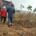 杜鹃黄杜鹃羊踯躅一手货源批发量大优惠欢迎基地参观考察