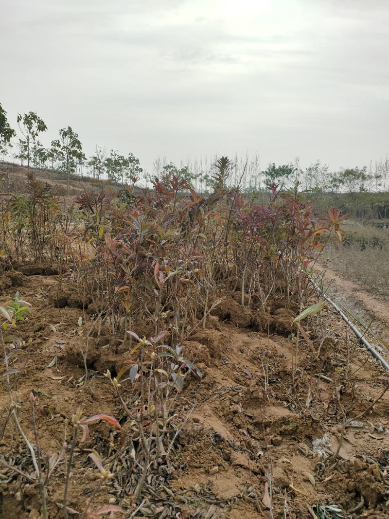杜鹃黄杜鹃羊踯躅一手货源批发量大优惠欢迎基地参观考察