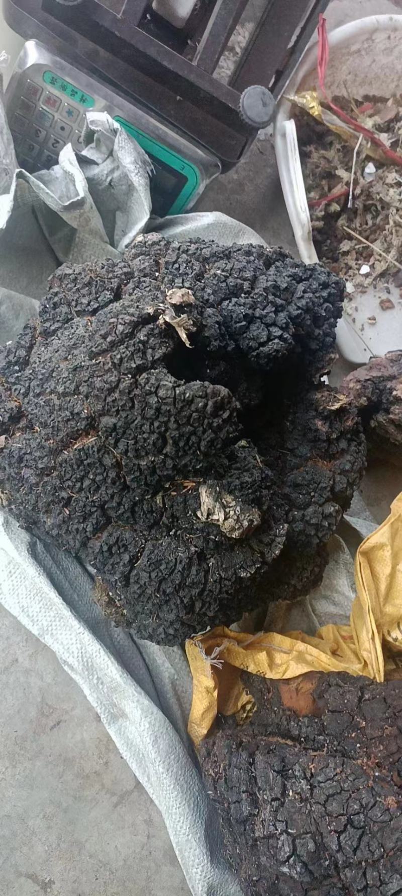 纯野生桦树茸。来自海拔四千多米的生长在树欢迎老板。联系。