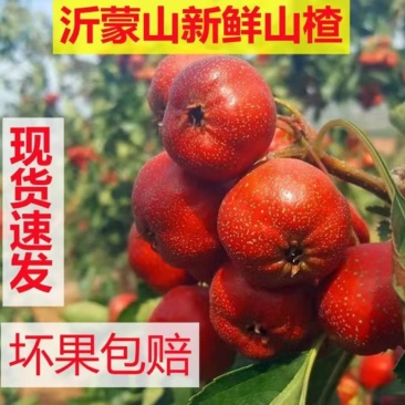 平邑精品山楂品质保证诚信经营欢迎联系接商超市场电商