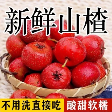 山东山楂品质保证欢迎联系接商超市场电商一手货源