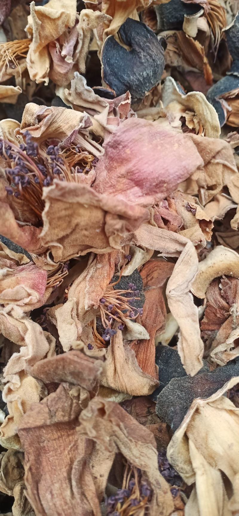 木棉花质量保证货源充足