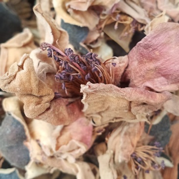 木棉花质量保证货源充足