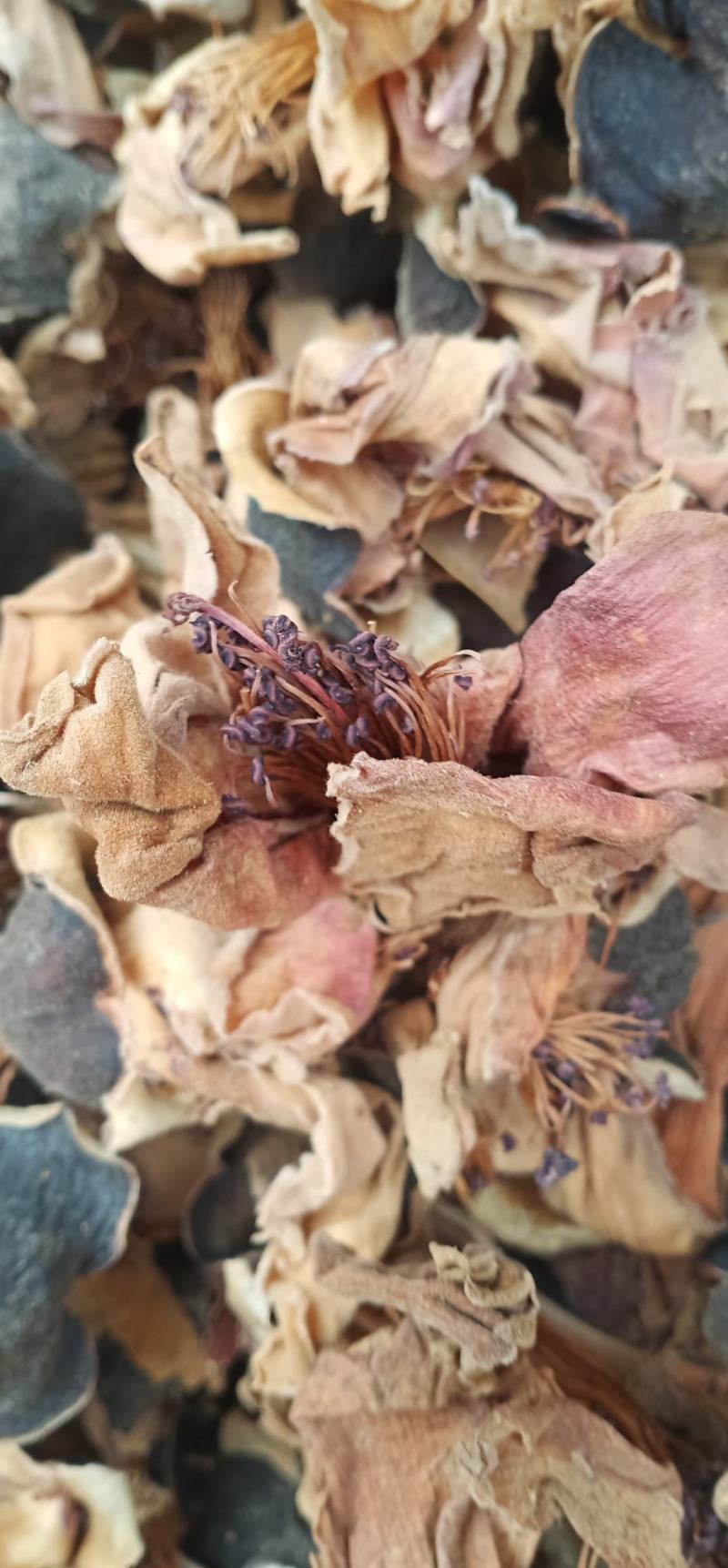 木棉花质量保证货源充足