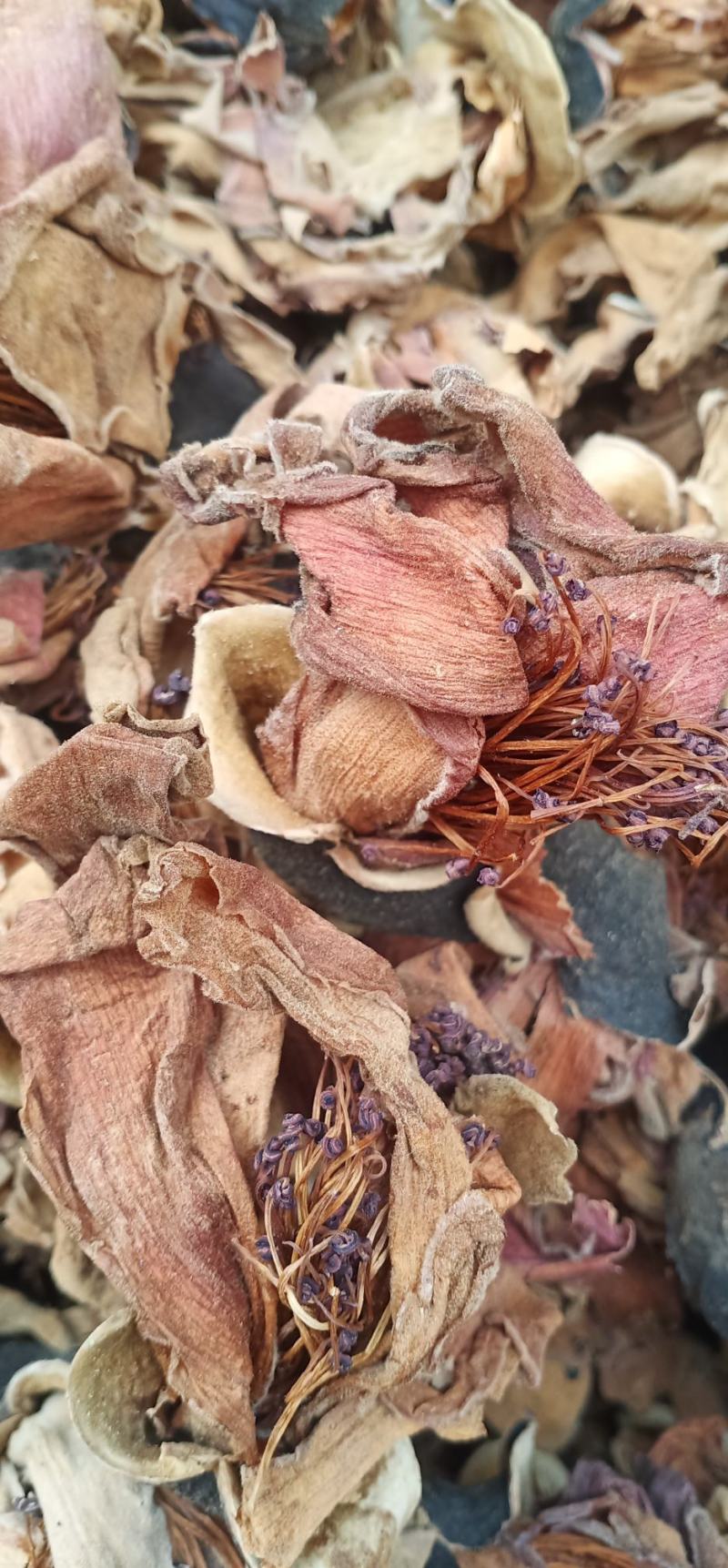 木棉花质量保证货源充足