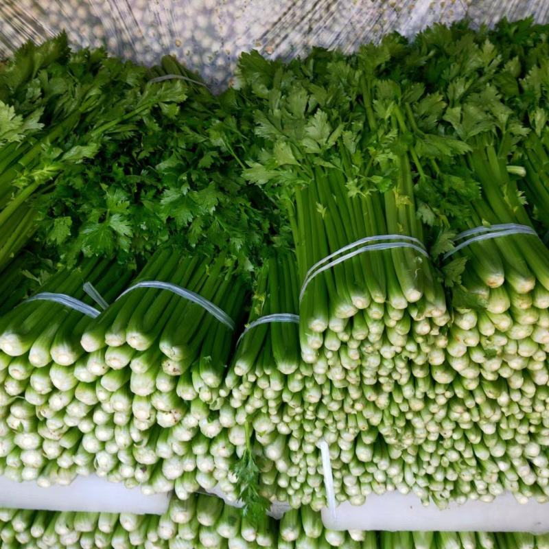 精品优质西芹，大棚西芹，美国西芹产地直供，直发全国各地。