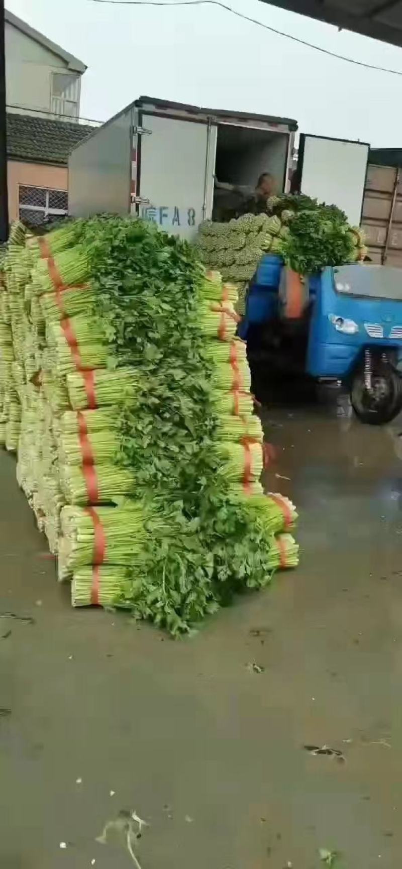 精品优质西芹，大棚西芹，美国西芹产地直供，直发全国各地。