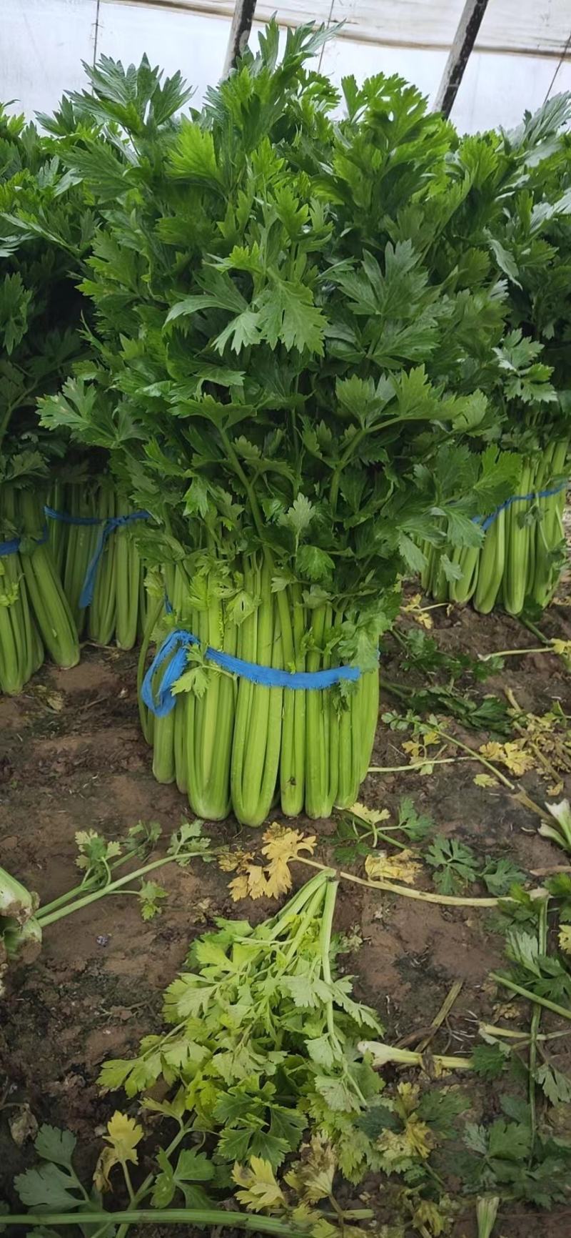 精品优质西芹，大棚西芹，美国西芹产地直供，直发全国各地。