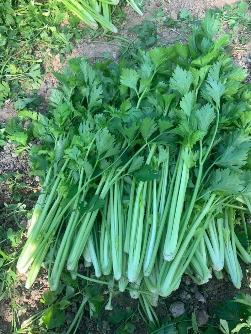 精品优质西芹，大棚西芹，美国西芹产地直供，直发全国各地。