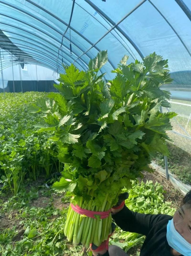 精品优质西芹，大棚西芹，美国西芹产地直供，直发全国各地。