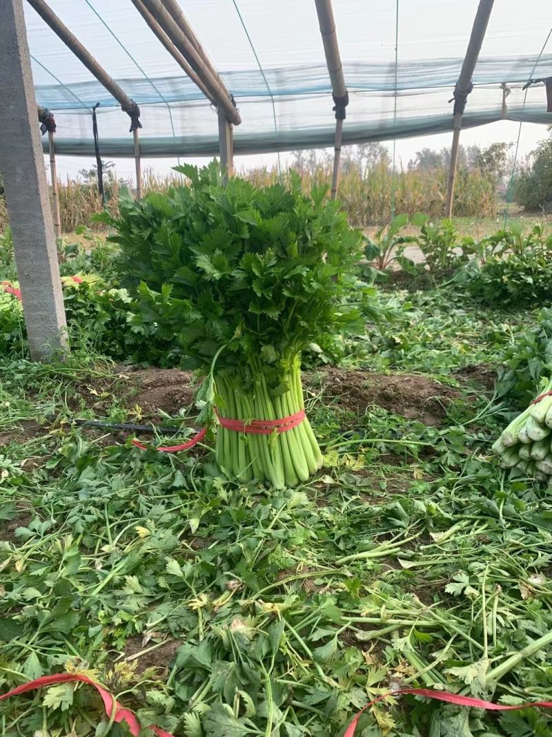 精品优质西芹，大棚西芹，美国西芹产地直供，直发全国各地。
