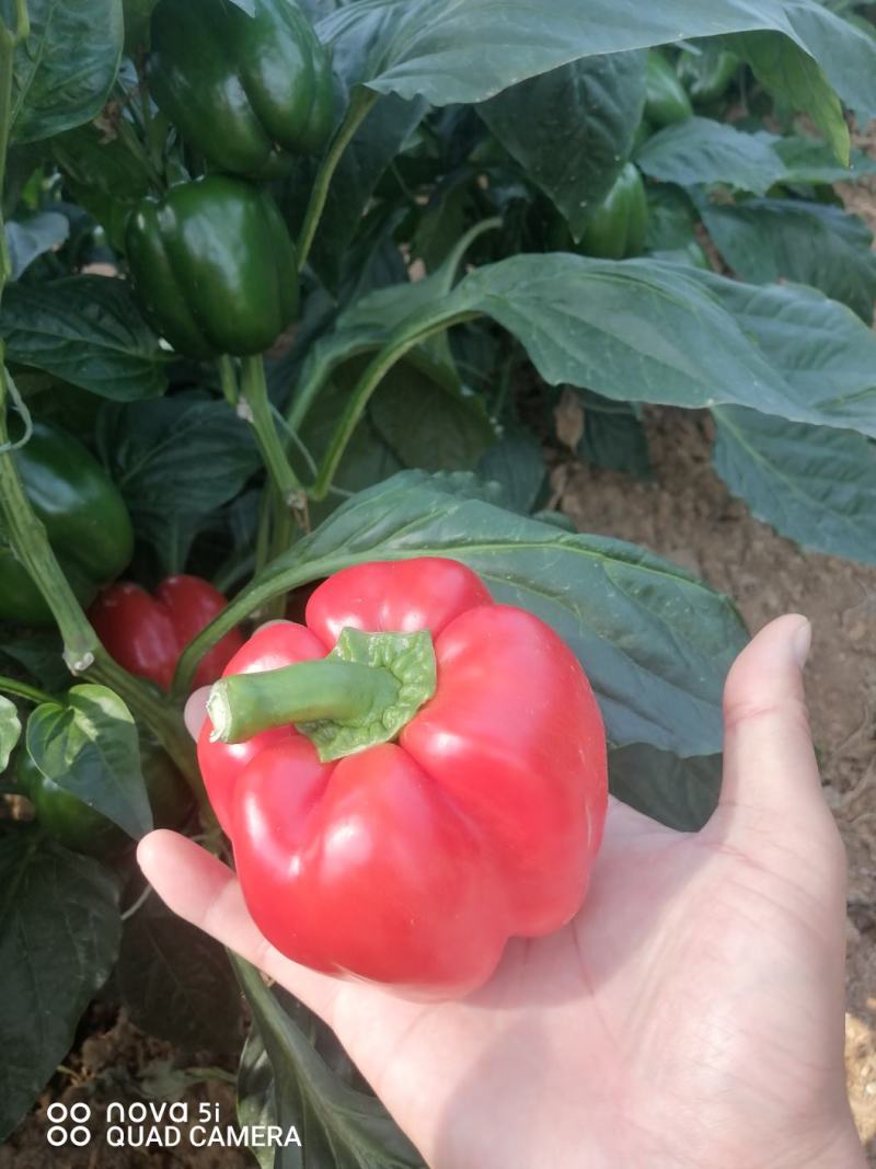 红椒，精品荷兰甜椒，红辣椒，大，中，小。货都有一手货源