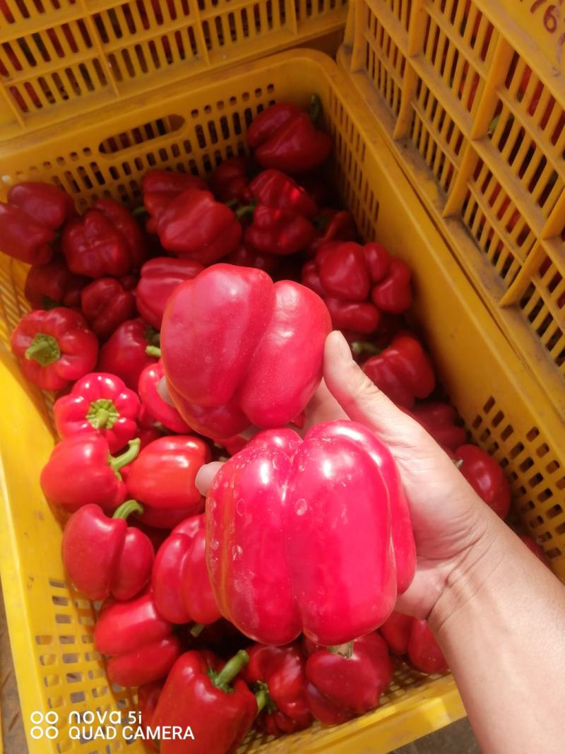 红椒，精品荷兰甜椒，红辣椒，大，中，小。货都有一手货源