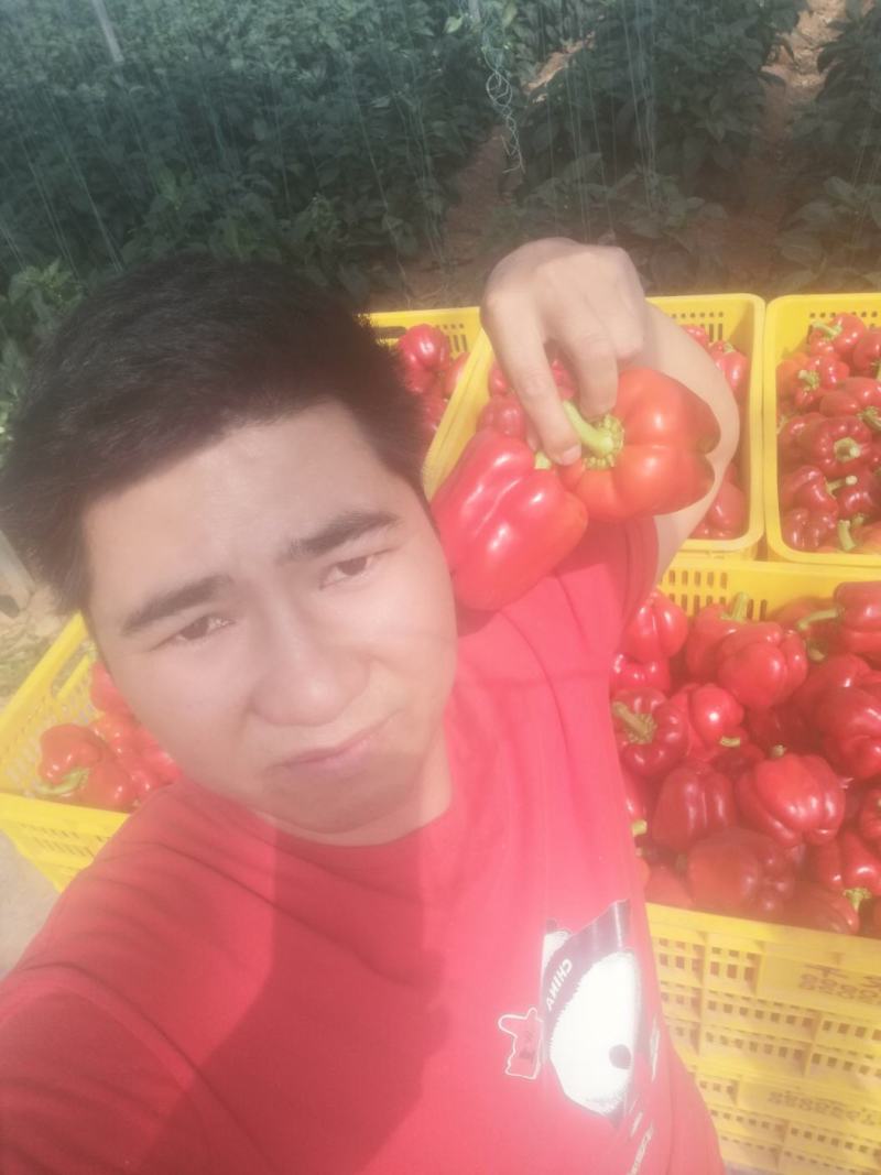 红椒，精品荷兰甜椒，红辣椒，大，中，小。货都有一手货源