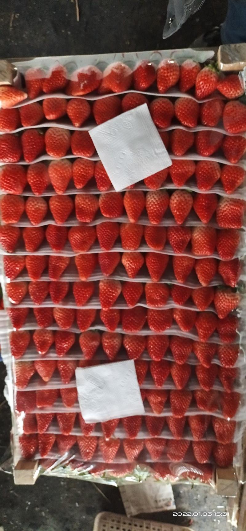 精品山东草莓甜宝香野淡雪产地直发，支持落地配一件代发