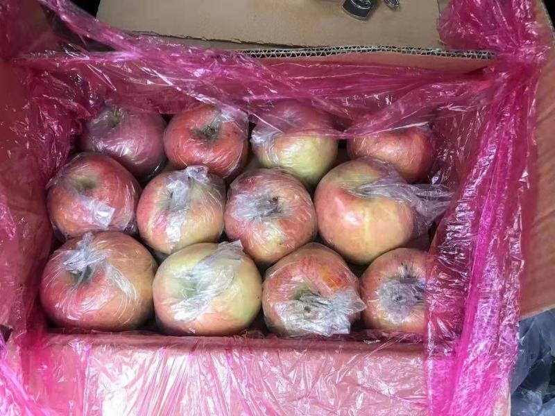 高山冰糖心红富士苹果大量现货供应中，质量好，欢迎合作。