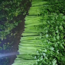芹菜上市欢迎各位老板前来采购