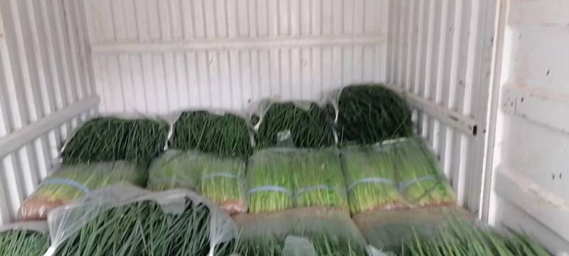 精品四季小葱大量供货，河南产地一手货源，新鲜保质