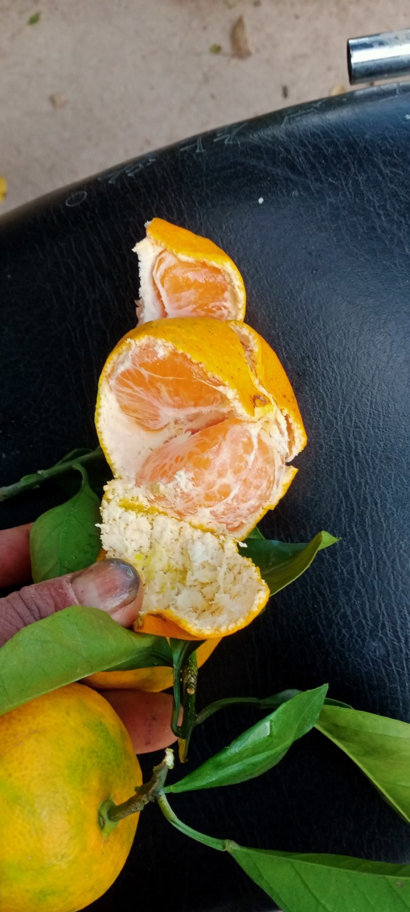 宫川早熟蜜桔。高山皮薄肉多甜甜蜜蜜的。糖13.5个。货真