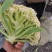 【精品菜花批发】青梗白面小米粒，散花，商超，新鲜上市