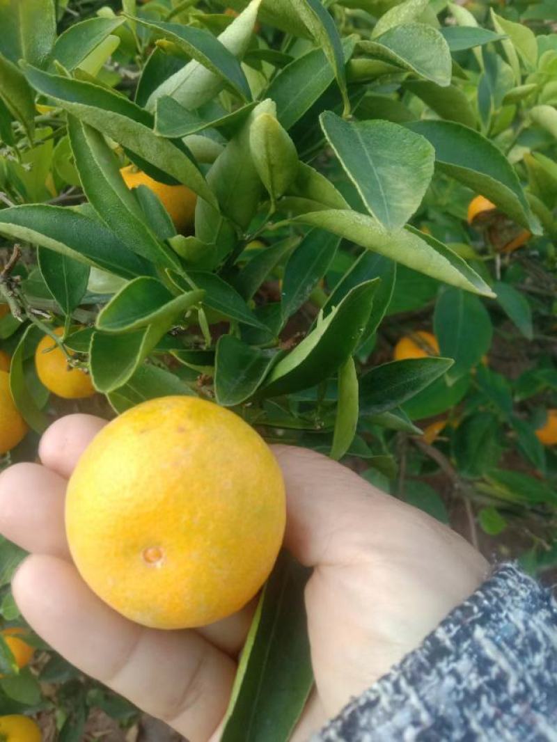 新余蜜橘，沙糖桔皮薄味甜，果园现摘大量有货，对接市场商超