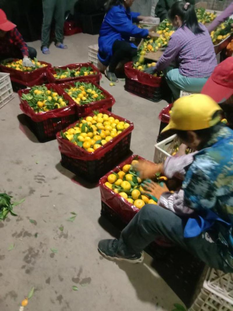 新余蜜橘，沙糖桔皮薄味甜，果园现摘大量有货，对接市场商超