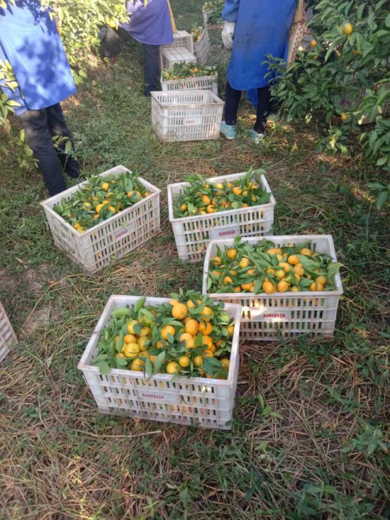 新余蜜橘，沙糖桔皮薄味甜，果园现摘大量有货，对接市场商超