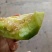 糖王甜瓜种子抗病早熟含糖量20度酥脆掉渣绿皮绿肉600克