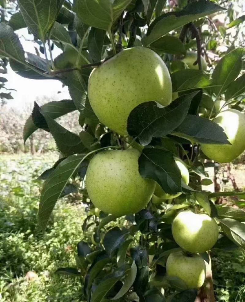 现货王林苹果日本青森，青苹果一件代发