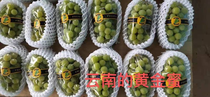 黄金密夏黑占木嫁接苗基地直发纯度保证无中介提供种植技术