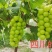 黄金密夏黑占木嫁接苗基地直发纯度保证无中介提供种植技术