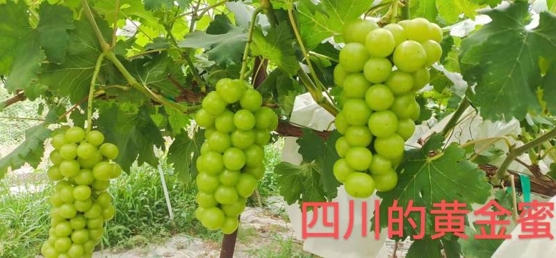 黄金密夏黑占木嫁接苗基地直发纯度保证无中介提供种植技术