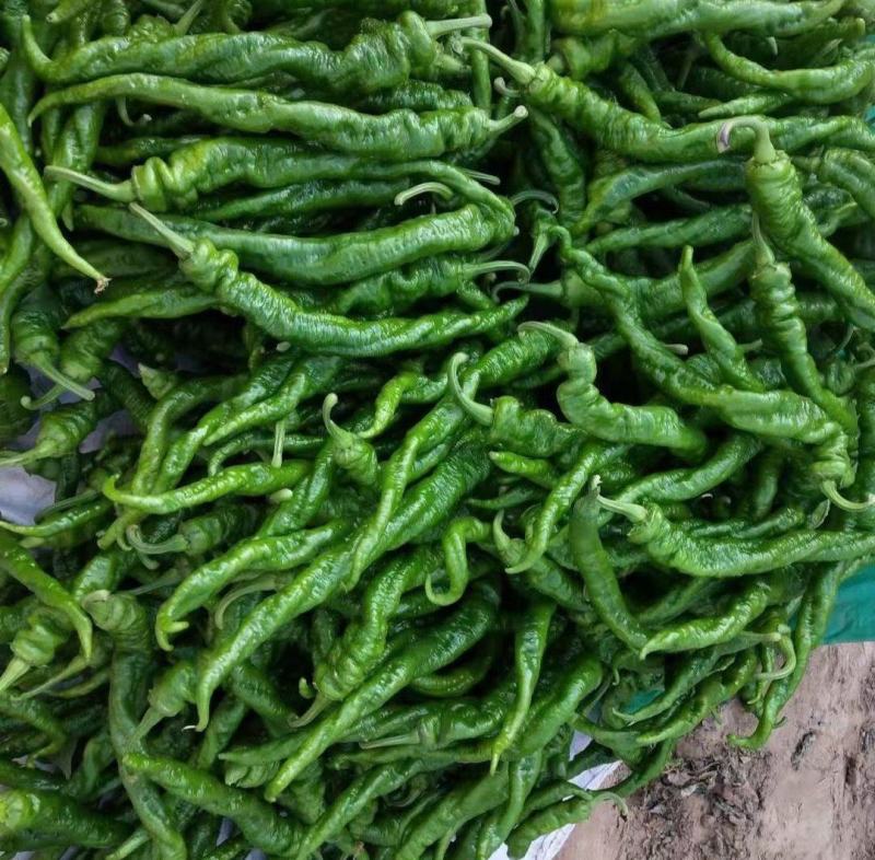 云南小米椒，螺丝椒，二荆产地直发，货源稳定可供应全国市场