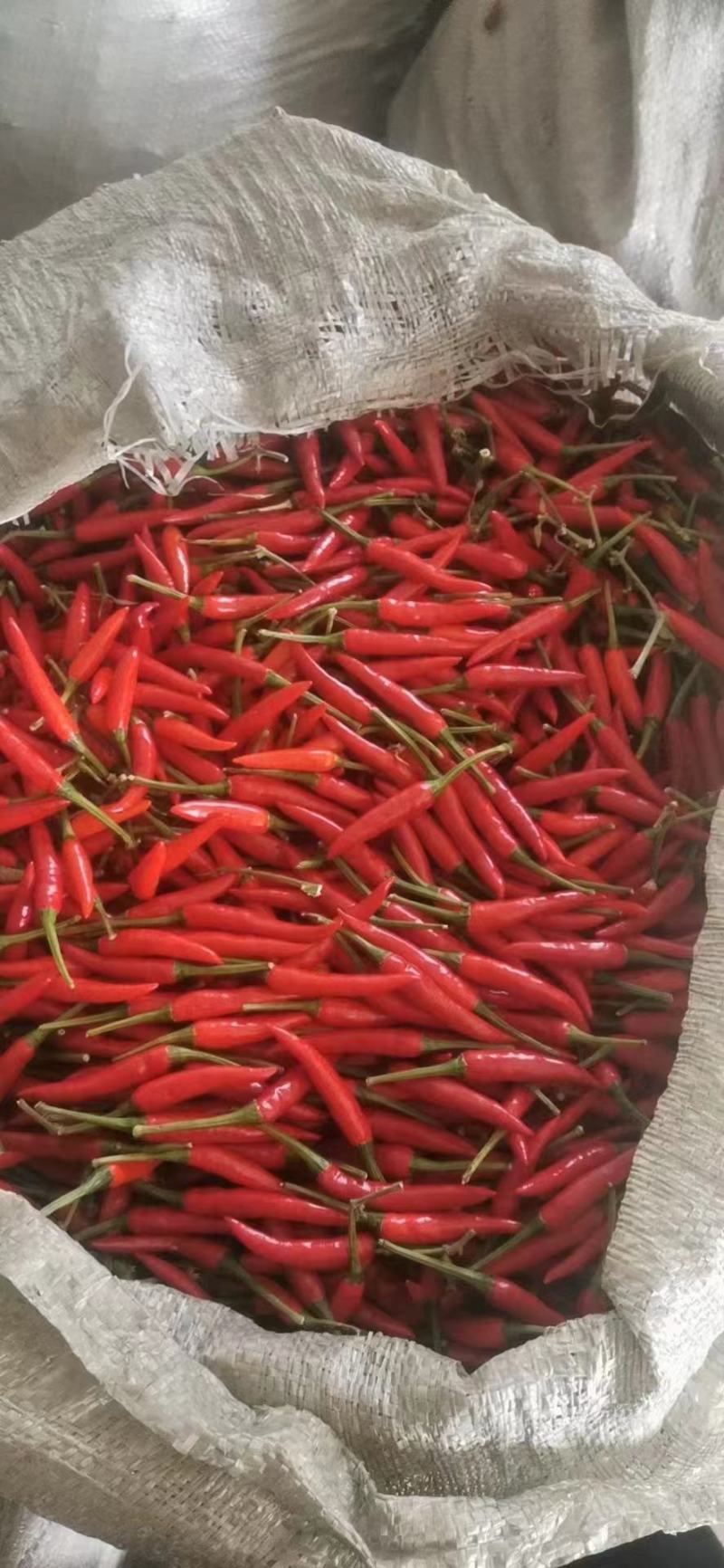 云南小米椒，螺丝椒，二荆产地直发，货源稳定可供应全国市场