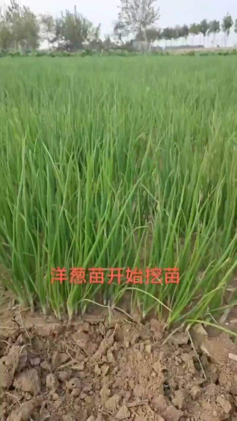 万亩洋葱苗育苗基地，大量批发优质高产洋葱苗，品种齐全